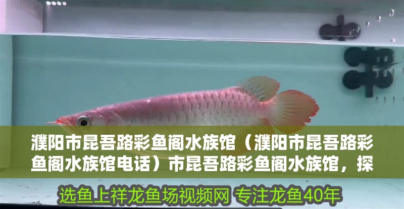 濮陽市昆吾路彩魚閣水族館（濮陽市昆吾路彩魚閣水族館電話）市昆吾路彩魚閣水族館，探索神秘的水下世界，享受與海洋生物