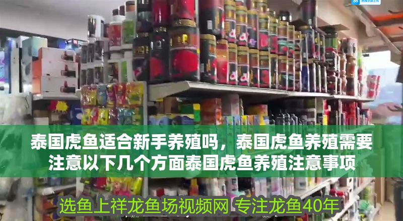 泰國虎魚適合新手養殖嗎，泰國虎魚養殖需要注意以下幾個方面泰國虎魚養殖注意事項