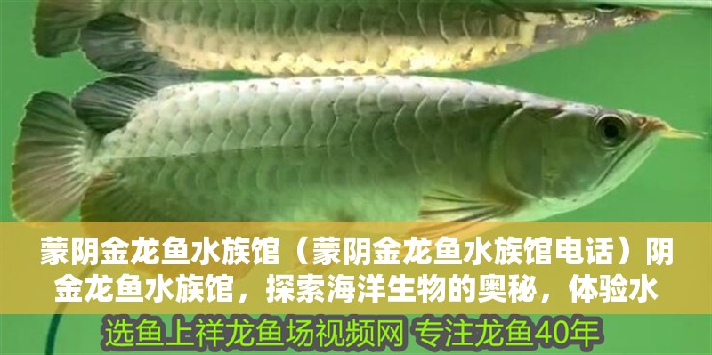 蒙陰金龍魚水族館（蒙陰金龍魚水族館電話）陰金龍魚水族館，探索海洋生物的奧秘，體驗水下
