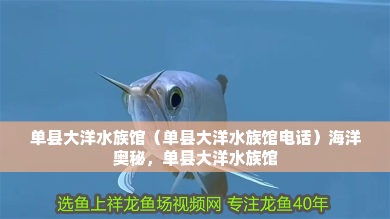 單縣大洋水族館（單縣大洋水族館電話）海洋奧秘，單縣大洋水族館