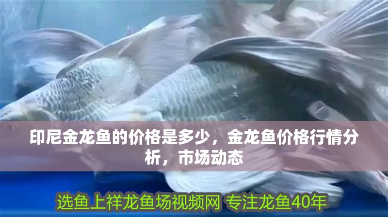 印尼金龍魚的價格是多少，金龍魚價格行情分析，市場動態