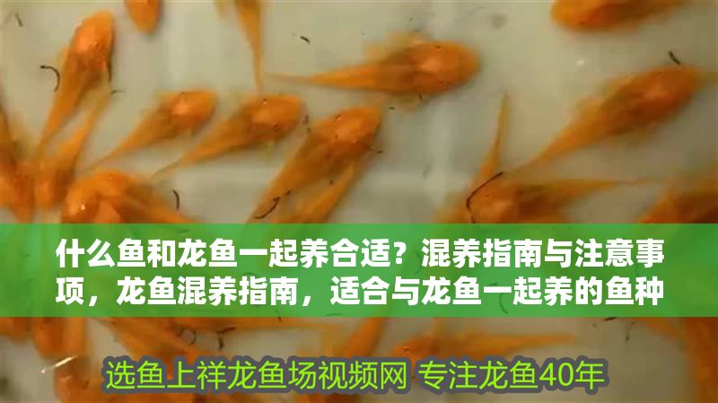 什么魚和龍魚一起養合適？混養指南與注意事項，龍魚混養指南，適合與龍魚一起養的魚種及注意事項