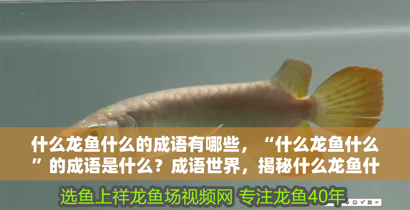 什么龍魚什么的成語有哪些，“什么龍魚什么”的成語是什么？成語世界，揭秘什么龍魚什么的成語及其含義