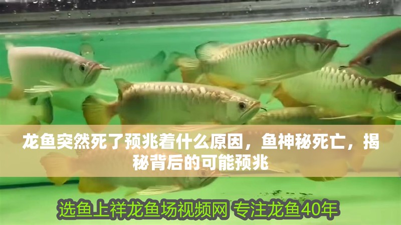 龍魚突然死了預兆著什么原因，魚神秘死亡，揭秘背后的可能預兆