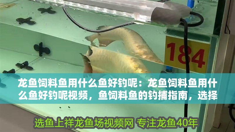 龍魚飼料魚用什么魚好釣呢：龍魚飼料魚用什么魚好釣呢視頻，魚飼料魚的釣捕指南，選擇適合的魚類進行釣魚