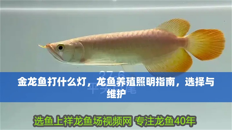 金龍魚打什么燈，龍魚養殖照明指南，選擇與維護