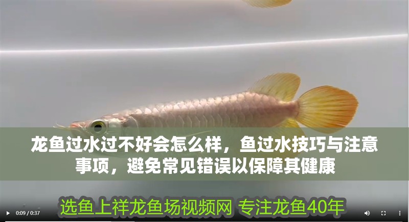 龍魚過水過不好會怎么樣，魚過水技巧與注意事項，避免常見錯誤以保障其健康