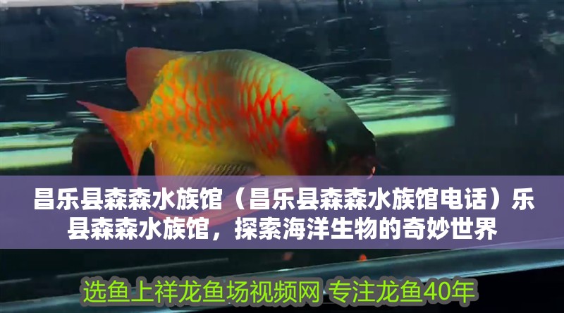 昌樂(lè)縣森森水族館（昌樂(lè)縣森森水族館電話）樂(lè)縣森森水族館，探索海洋生物的奇妙世界