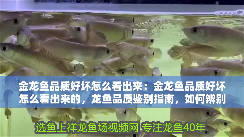 金龍魚品質好壞怎么看出來：金龍魚品質好壞怎么看出來的，龍魚品質鑒別指南，如何辨別金