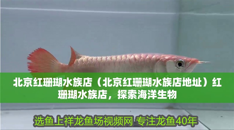北京紅珊瑚水族店(北京紅珊瑚水族店地址)紅珊瑚水族店,探索海洋生物 全國(guó)水族館企業(yè)名錄 第2張 北京紅珊瑚水族店(北京紅珊瑚水族店地址)紅珊瑚水族店,探索海洋生物 北京紅珊瑚水族店(北京紅珊瑚水族店地址)紅珊瑚水族店,探索海洋生物 全國(guó)水族館企業(yè)名錄 第2張