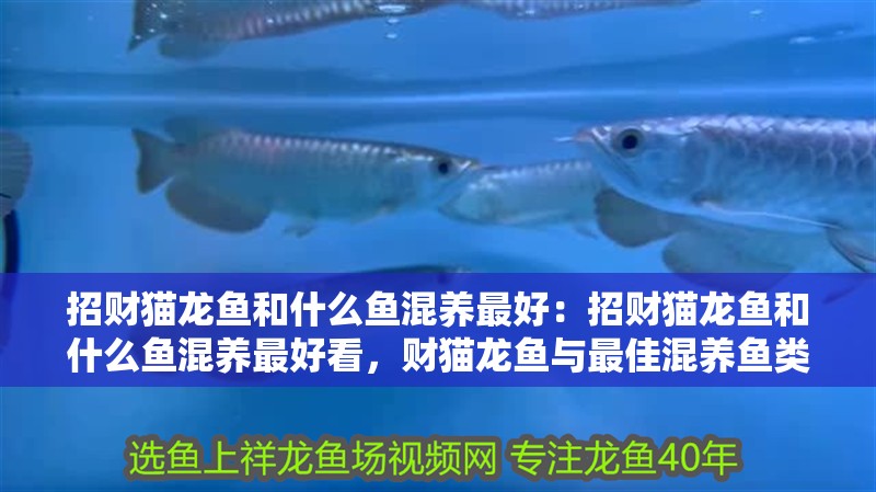 招財貓龍魚和什么魚混養(yǎng)最好：招財貓龍魚和什么魚混養(yǎng)最好看，財貓龍魚與最佳混養(yǎng)魚類