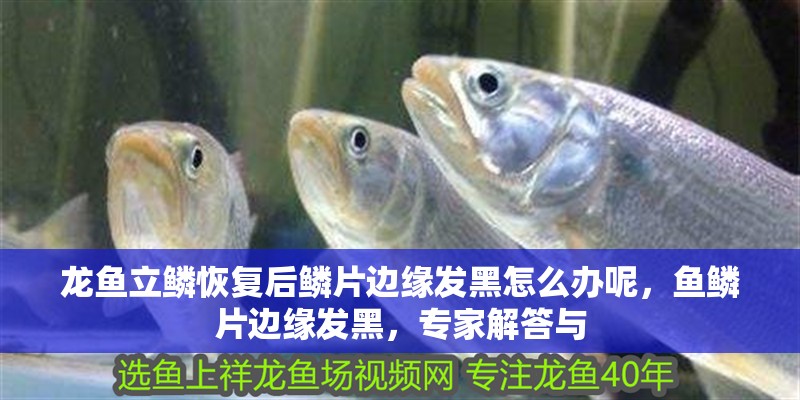 龍魚立鱗恢復后鱗片邊緣發黑怎么辦呢，魚鱗片邊緣發黑，專家解答與