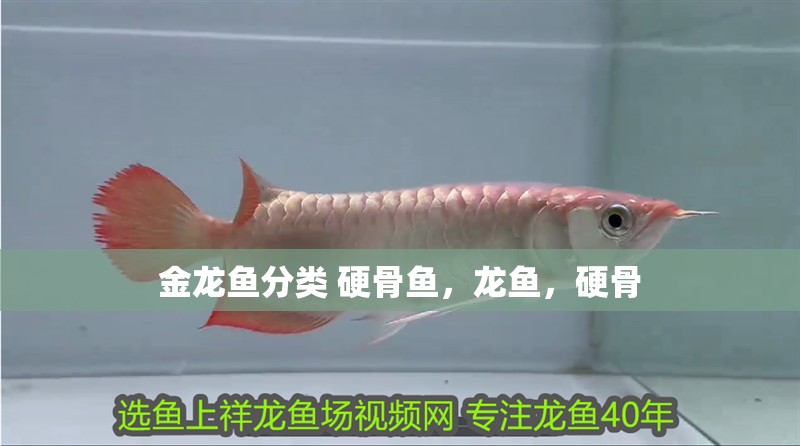 金龍魚分類 硬骨魚，龍魚，硬骨