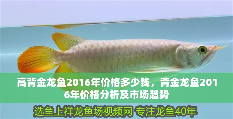 高背金龍魚2016年價格多少錢，背金龍魚2016年價格分析及市場趨勢