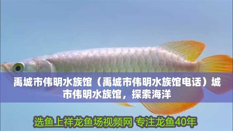 禹城市偉明水族館（禹城市偉明水族館電話）城市偉明水族館，探索海洋