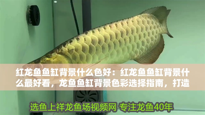 紅龍魚(yú)魚(yú)缸背景什么色好：紅龍魚(yú)魚(yú)缸背景什么最好看，龍魚(yú)魚(yú)缸背景色彩選擇指南，打造