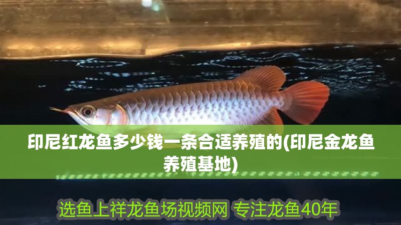 印尼紅龍魚多少錢一條合適養(yǎng)殖的(印尼金龍魚養(yǎng)殖基地)