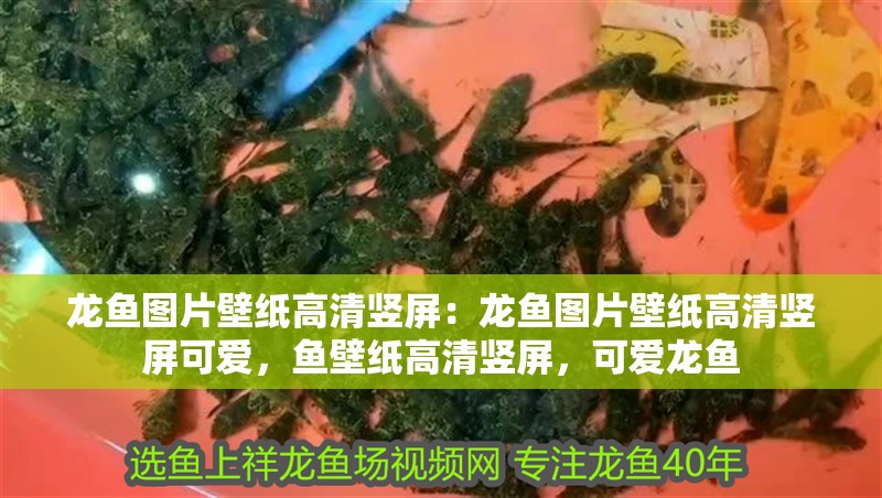 龍魚圖片壁紙高清豎屏：龍魚圖片壁紙高清豎屏可愛，魚壁紙高清豎屏，可愛龍魚