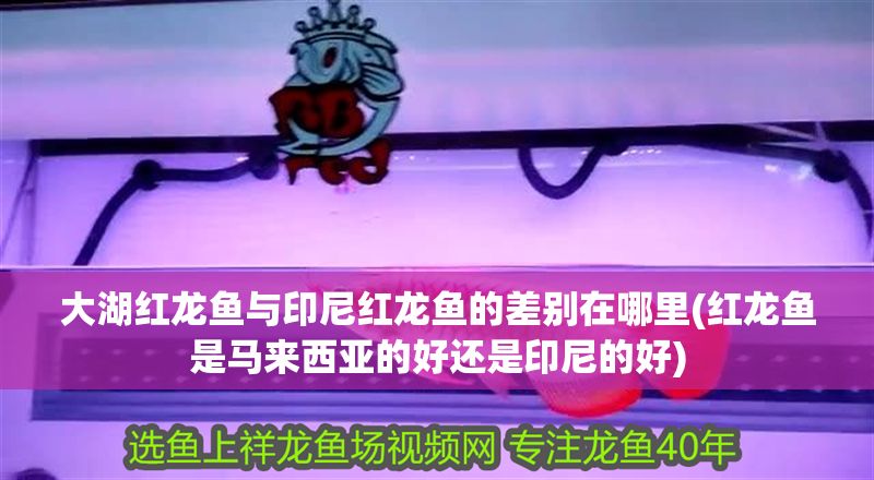 大湖紅龍魚與印尼紅龍魚的差別在哪里(紅龍魚是馬來西亞的好還是印尼的好)