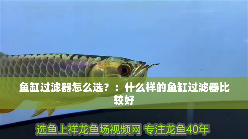 魚缸過濾器怎么選？：什么樣的魚缸過濾器比較好