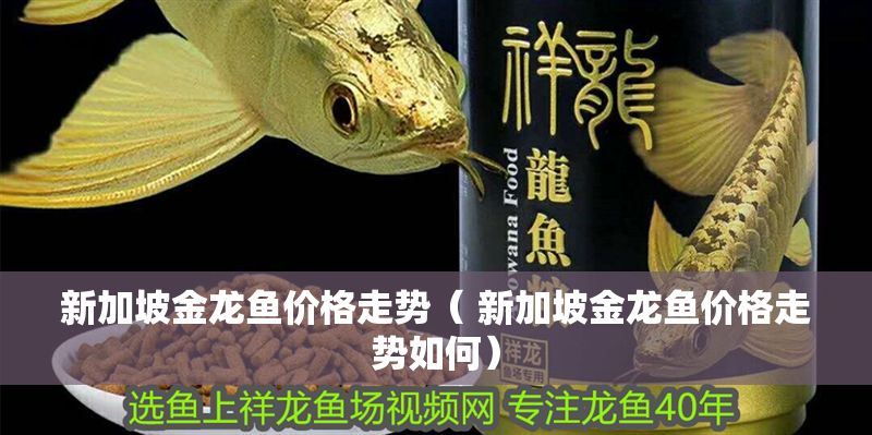 新加坡金龍魚價格走勢（ 新加坡金龍魚價格走勢如何）