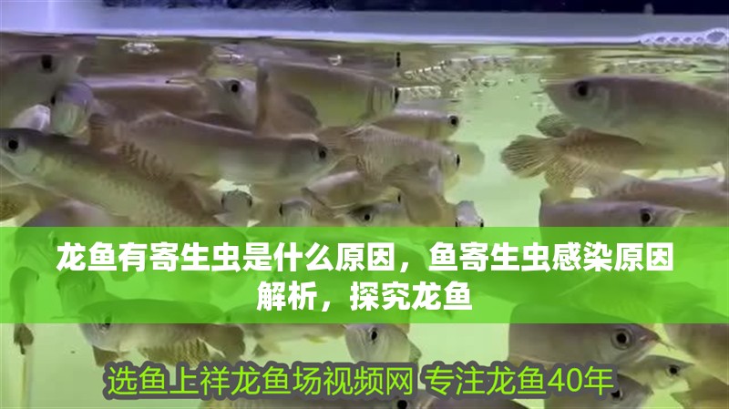 龍魚有寄生蟲是什么原因，魚寄生蟲感染原因解析，探究龍魚
