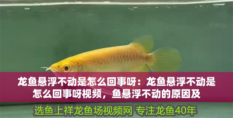 龍魚懸浮不動是怎么回事呀：龍魚懸浮不動是怎么回事呀視頻，魚懸浮不動的原因及