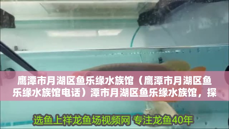 鷹潭市月湖區魚樂緣水族館（鷹潭市月湖區魚樂緣水族館電話）潭市月湖區魚樂緣水族館，探索海洋奇觀，體驗親水
