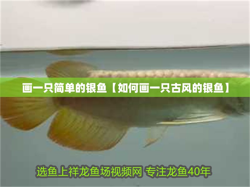 畫一只簡單的銀魚【如何畫一只古風的銀魚】