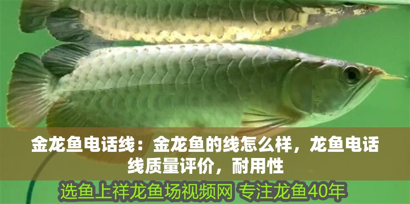 金龍魚(yú)電話線：金龍魚(yú)的線怎么樣，龍魚(yú)電話線質(zhì)量評(píng)價(jià)，耐用性