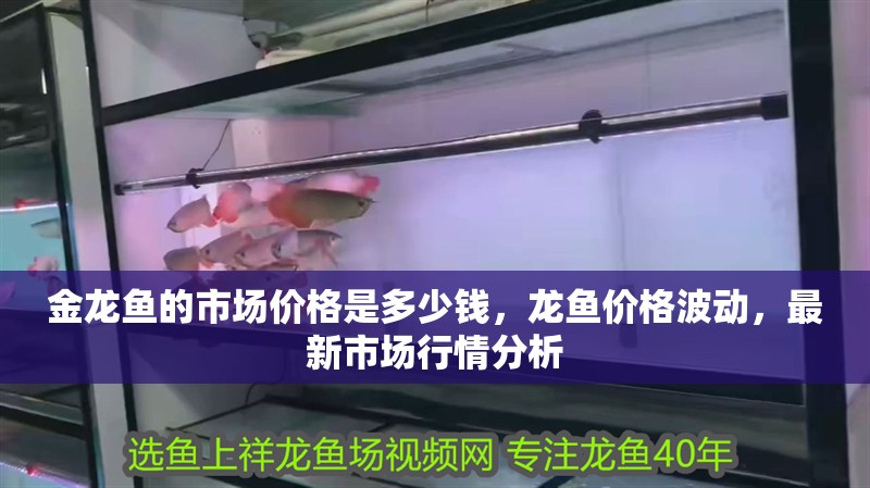 金龍魚的市場價格是多少錢，龍魚價格波動，最新市場行情分析