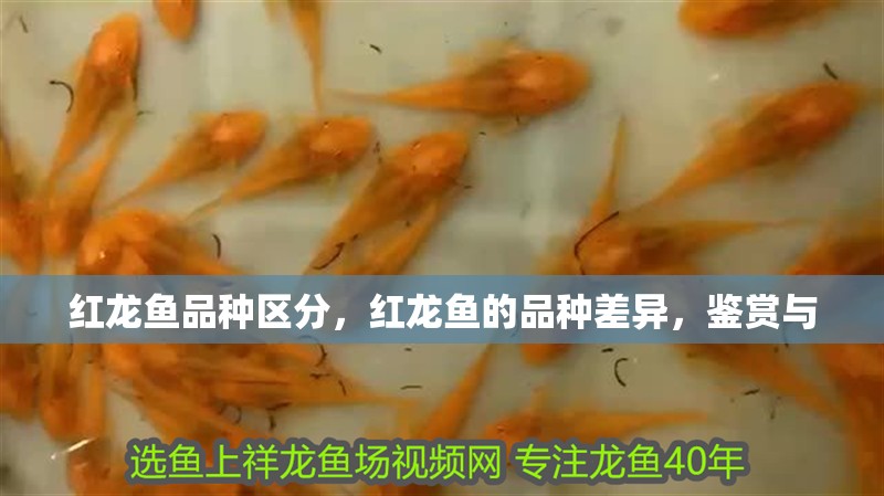 紅龍魚品種區分，紅龍魚的品種差異，鑒賞與