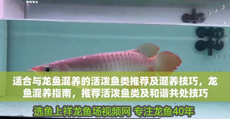 適合與龍魚混養的活潑魚類推薦及混養技巧，龍魚混養指南，推薦活潑魚類及和諧共處技巧