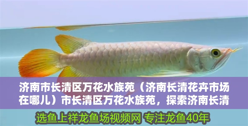 濟南市長清區萬花水族苑（濟南長清花卉市場在哪兒）市長清區萬花水族苑，探索濟南長清花卉 濟南市長清區萬花水族苑（濟南長清花卉市場在哪兒）市長清區萬花水族苑，探索濟南長清花卉 全國水族館企業名錄 第2張