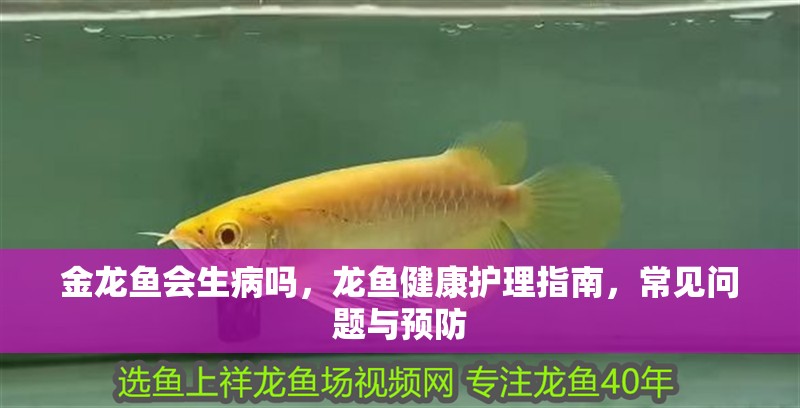 金龍魚會生病嗎，龍魚健康護理指南，常見問題與預防