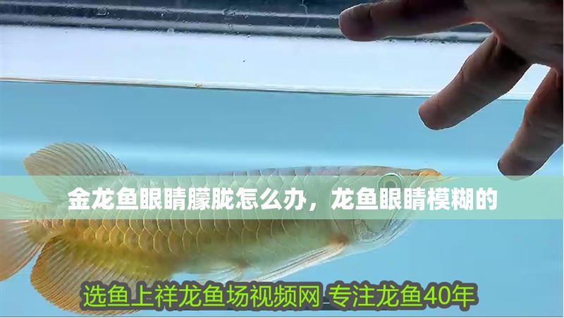 金龍魚眼睛朦朧怎么辦，龍魚眼睛模糊的