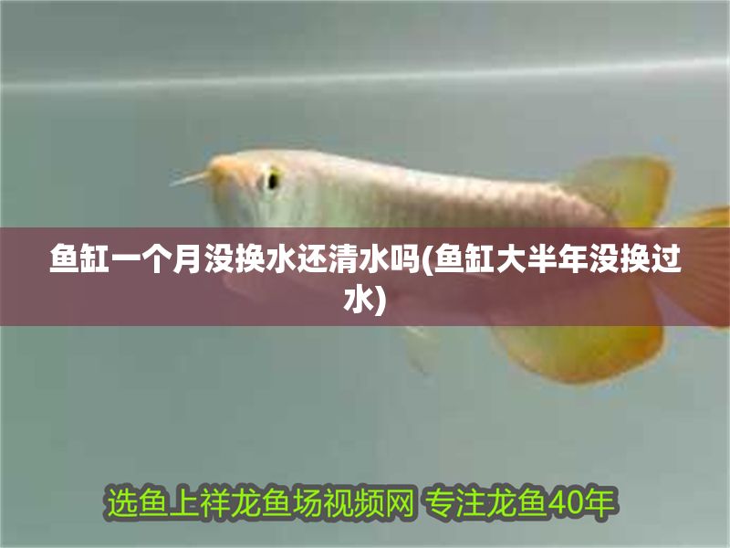 魚(yú)缸一個(gè)月沒(méi)換水還清水嗎(魚(yú)缸大半年沒(méi)換過(guò)水)