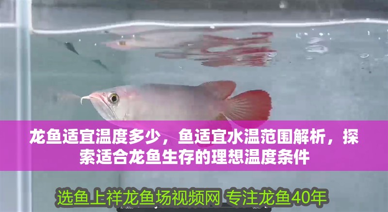 龍魚適宜溫度多少，魚適宜水溫范圍解析，探索適合龍魚生存的理想溫度條件
