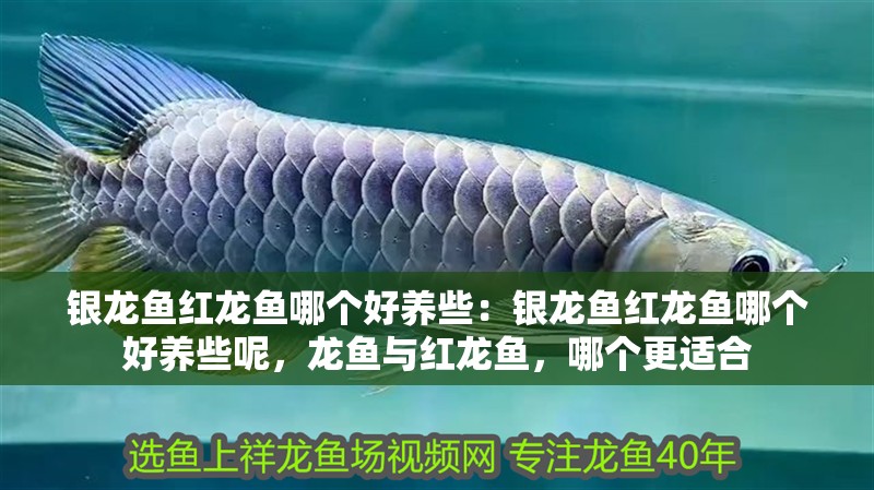 銀龍魚紅龍魚哪個好養些：銀龍魚紅龍魚哪個好養些呢，龍魚與紅龍魚，哪個更適合