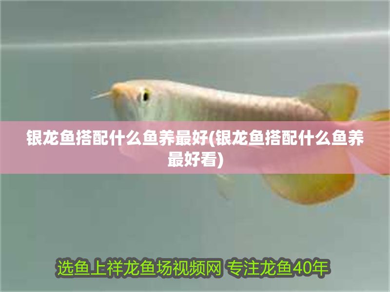 銀龍魚搭配什么魚養最好(銀龍魚搭配什么魚養最好看)