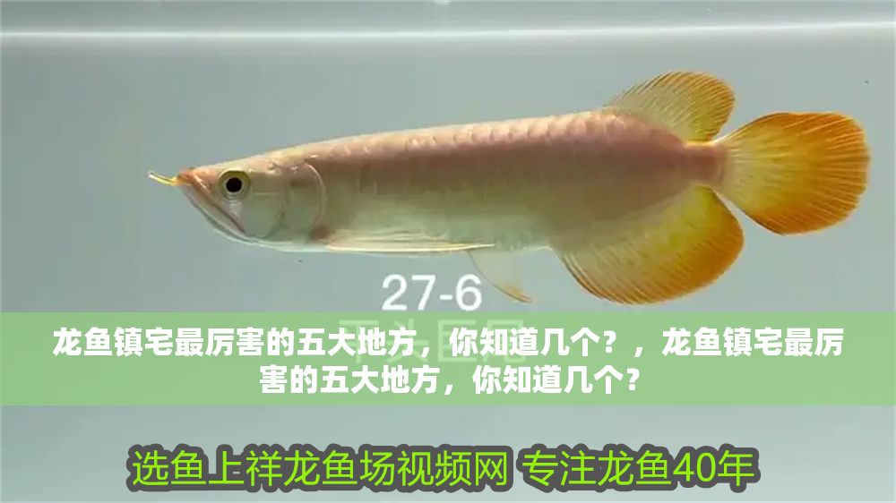 龍魚鎮宅最厲害的五大地方，你知道幾個？，龍魚鎮宅最厲害的五大地方，你知道幾個？