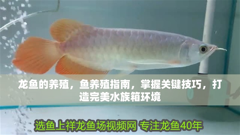 龍魚的養(yǎng)殖，魚養(yǎng)殖指南，掌握關(guān)鍵技巧，打造完美水族箱環(huán)境 龍魚的養(yǎng)殖，魚養(yǎng)殖指南，掌握關(guān)鍵技巧，打造完美水族箱環(huán)境 龍魚百科 第2張