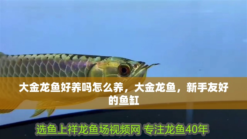 大金龍魚好養(yǎng)嗎怎么養(yǎng)，大金龍魚，新手友好的魚缸