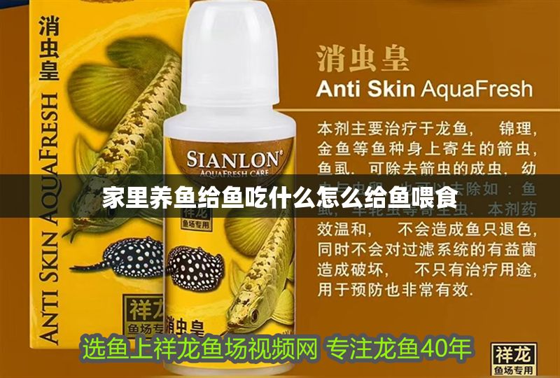 家里養魚給魚吃什么怎么給魚喂食