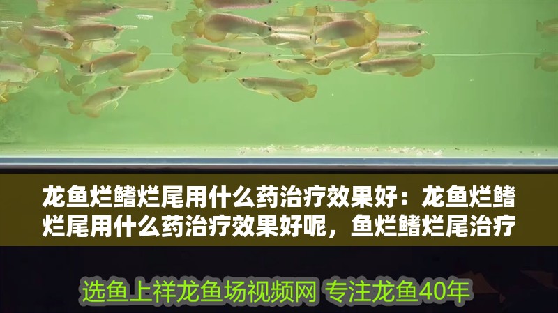 龍魚爛鰭爛尾用什么藥治療效果好：龍魚爛鰭爛尾用什么藥治療效果好呢，魚爛鰭爛尾治療藥物選擇指南 龍魚爛鰭爛尾用什么藥治療效果好：龍魚爛鰭爛尾用什么藥治療效果好呢，魚爛鰭爛尾治療藥物選擇指南 水族問答