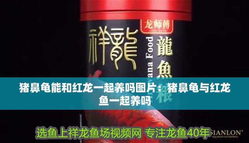 豬鼻龜能和紅龍一起養嗎圖片：豬鼻龜與紅龍魚一起養嗎