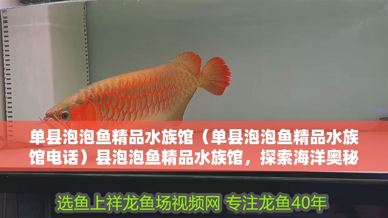 單縣泡泡魚精品水族館（單縣泡泡魚精品水族館電話）縣泡泡魚精品水族館，探索海洋奧秘，體驗水
