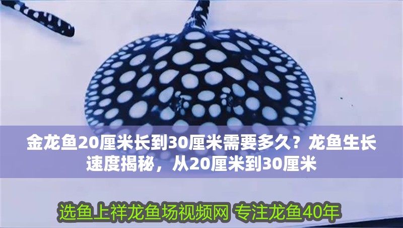 金龍魚20厘米長到30厘米需要多久？龍魚生長速度揭秘，從20厘米到30厘米