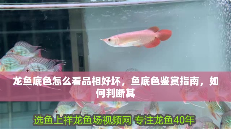 龍魚底色怎么看品相好壞，魚底色鑒賞指南，如何判斷其