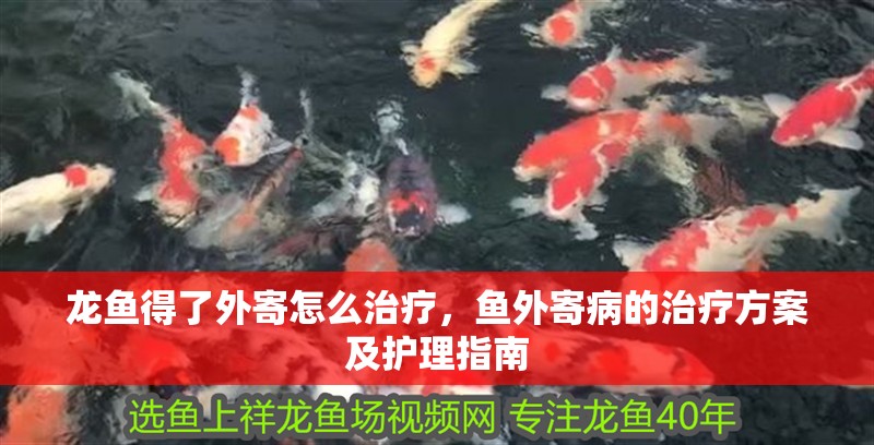 龍魚得了外寄怎么治療，魚外寄病的治療方案及護理指南